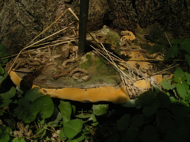 Lignicolo con voglia di vivere  - (Perenniporia fraxinea)